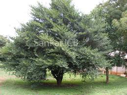 Image result for Suregada