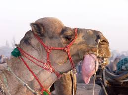 Bermuda # mr tiffany, caramel boston camel back strips for retreading rubber tir pneumatics with: Ecologist Finds Flora Fauna And Wildlife In India S Thar Desert