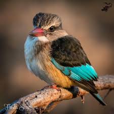 Pin On Birds I Like
