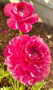 Image result for Ranunculus raeae