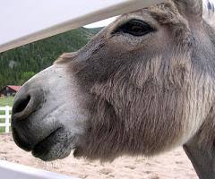 We did not find results for: What Sound Does A Donkey Make And What Does Hee Haw And Eeyore Mean In Donkey Talk Zippy Facts