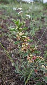 Image result for Vincetoxicum apiculatum