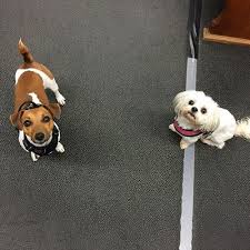 Maybe you would like to learn more about one of these? Natural Pet Foods Company 766 S Clinton Ave Rochester Ny Pet Shops Mapquest