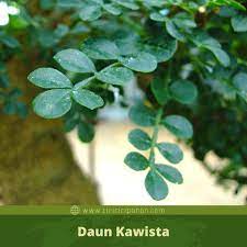 Raya parpostel jatiasih, jati asih, kec. Ciri Ciri Pohon Kawista Limonia Acidissima Di Alam Liar Ciriciripohon Com