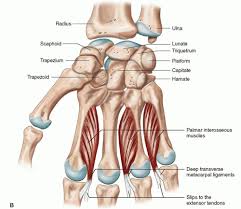 Image result for Normal Anatomic Position of the Hand and Wrist