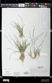 Image result for Microchloa
