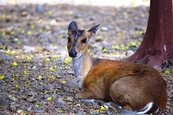 Sanjay Gandhi National Park, Mumbai – An Abode for the Richest Fauna of the City | Manthan Diary