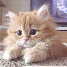 Cute Fluffy Orange Kittens While Cute Animals Koalas Without Cute Kitten Puppy Pictures Kittens Cutest Cute Baby Cats Baby Cats