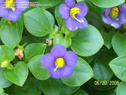 Image result for Exacum