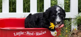 We did not find results for: Goldendoodle And Bernedoodle Puppies In Illinois By Island Grove Doodles