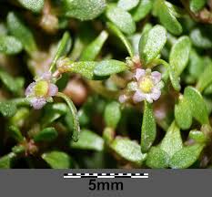 Image result for Elatine