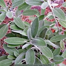 Sage is such a powerful plant and has so many great qualities. Sage Benefits For Home Health And Personal Care