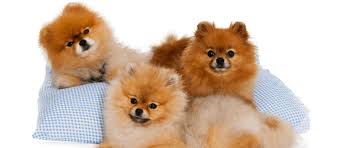 Do you have a pomeranian puppy? Pomeranian Puppies Delivery All Around The World Perevozka I Prodazha Domashnih Zhivotnyh