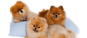 Published on december 23, 2015 , under animals. Pomeranian Puppies Delivery All Around The World Perevozka I Prodazha Domashnih Zhivotnyh