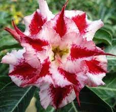 New Seeds New Pink Red White Adenium Desert Rose Garden Flowers Plants Flower Garden Plants Bonsai Flower Flower Seeds