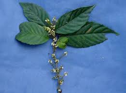 Image result for Myrsinaceae