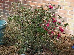 Azalea Problems Azalea Diseases Pests Azaleas Landscaping Garden Pests Plant Pests