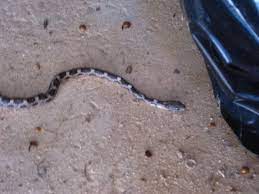 Juvenile Black Snake Is Not Black Growing Our Green Beans Snake Black Green