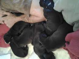 I get a lot of request for puppies from every corner of indiana. Pitbull Puppies For Sale Indiana