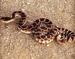 Check spelling or type a new query. What To Do When A Snake Bites You On A Remote Trail Extramilest