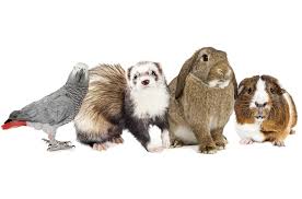 Maybe you would like to learn more about one of these? Adam S Pet Safari Exotic Pet Store Supply Chester Nj