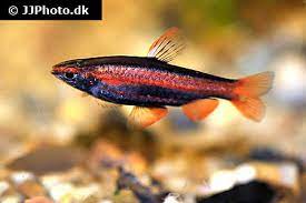 It is one of the most colourful of the genus, being suffused with a bright coral red colouration over its entire body and fins. Purpurziersalmler Nannostomus Mortenthaleri Fischlexikon