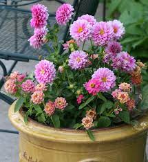 Spring Container Garden With Pink Dahlias And Lantana Garden Stories Com Container Gardening Container Plants Plants