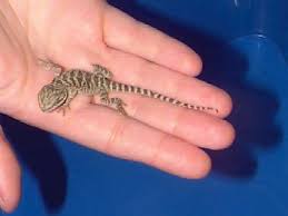 Es kann oftmals ziemlich schwierig sein, das alter deiner bartagame zu bestimmen, vor allem wenn sie ausgewachsen ist. Pogona Ch Zucht Von Bartagamen