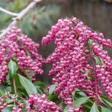 Image result for Pieris japonský bonfire obrázek