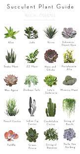 Pin On Names Of Plants Flowers