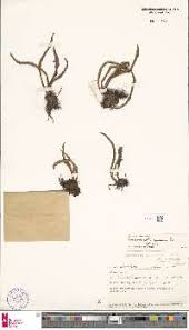 Image result for Loxogramme latifolia