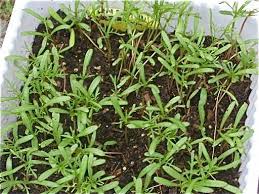 Pin On Seedling Identification