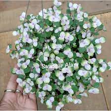 Silahkan di order barang ready. Jual Jual Bibit Tanaman Hias Tanaman Hias Kribo Varigata Tanaman Gantung Kribo Varigata Pot Ready Stock Di Lapak Dana Bibit Unggul Bukalapak