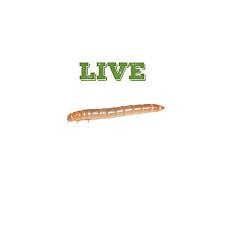 Reptile food comes in many forms and formulas, and at petco we can. Mack S Natural Reptile Food Medium Standard Mealworms 1 000 Count Msm1000 At Tractor Supply Co