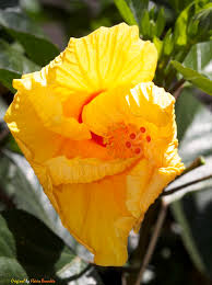 Image result for Hibiscus dongolensis