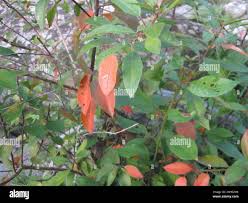 Image result for Clutia pulchella