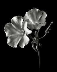 Black And White Plants Photography Black Swan Black And White Flowers Black And White Photographs Flowers Photography