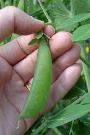 Harvest Snap Peas By Pinching The Pod Off The Plant Without Pulling On The Vines Growing Peas Growing Vegetables Growing Greens