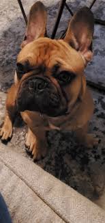 Sable french bulldog full grown. My Sable French Bulldog Elliot First Time Owner And I Love It Frenchbulldogs