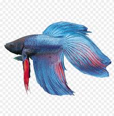 Download Betta Splendens Bony Fish Png Image With Transparent Background Toppng