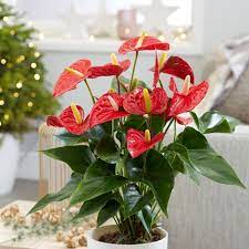 Anthurium Red Champion Anthbnena Pbr Flamingo Flower Red Plants Red Leaf Plant Plants