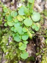 Image result for Utricularia striatula