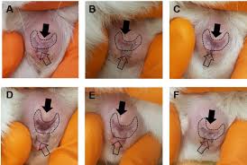 Time Mating Guinea Pigs By Monitoring Changes To The Vaginal Membrane Throughout The Estrus Cycle And With Ultrasound Confirmation Biorxiv