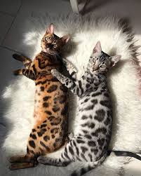 Katzen Liegen Nicht Faul Rum Sie Verschonern Den Raum Vielen Dank An Bengal Milow And Murky Fur Das Wunde Cutest Animals On Earth Gorgeous Cats Baby Animals