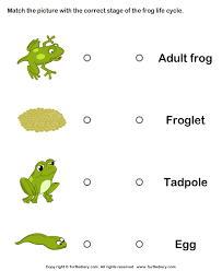Pin By Judith Blackburn Fletcher On Classroom Ideas Lifecycle Of A Frog Frog Activities Frog Life