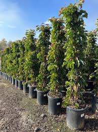 Image result for Calliandra haematocephala