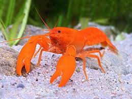 Orange Crayfish Crayfish Cichlid Fish Freshwater Fish