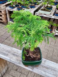 Image result for Araucaria cunninghamii