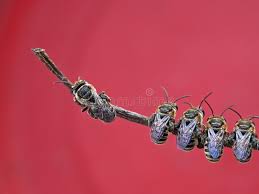 Image result for Lipotriche