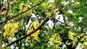 Image result for Cassia sieberiana